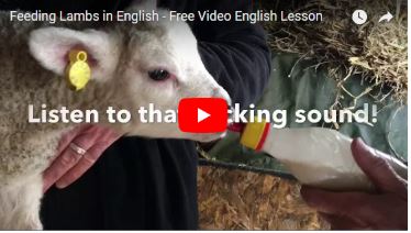 How To Describe Feeding Lambs In English
